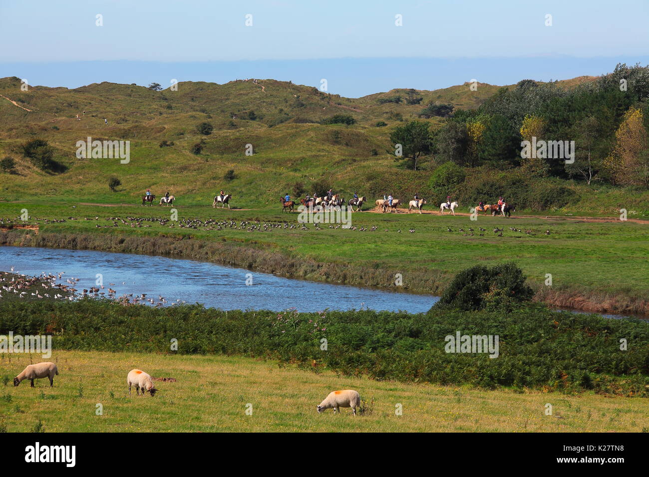 Les grands rassemblements d'oiseaux dans les eaux à marée de la rivière Ogmore aux cavaliers trekking le long des sables de Myrthyr Mawr près de Bridgend. Banque D'Images