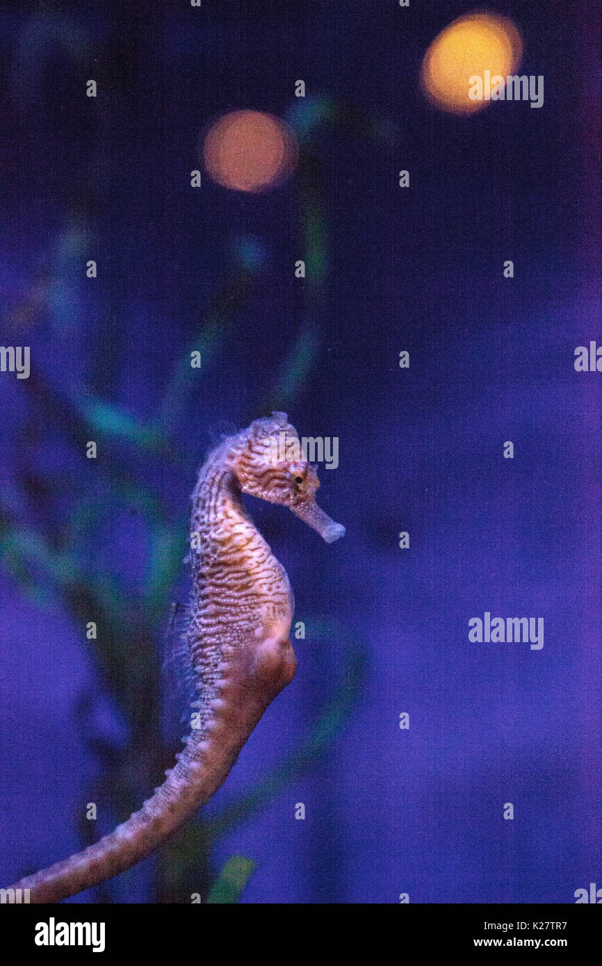 Longsnout seahorse appelé hippocampe reidi dans un aquarium marin avec une pochette avec des bébés enflés Banque D'Images