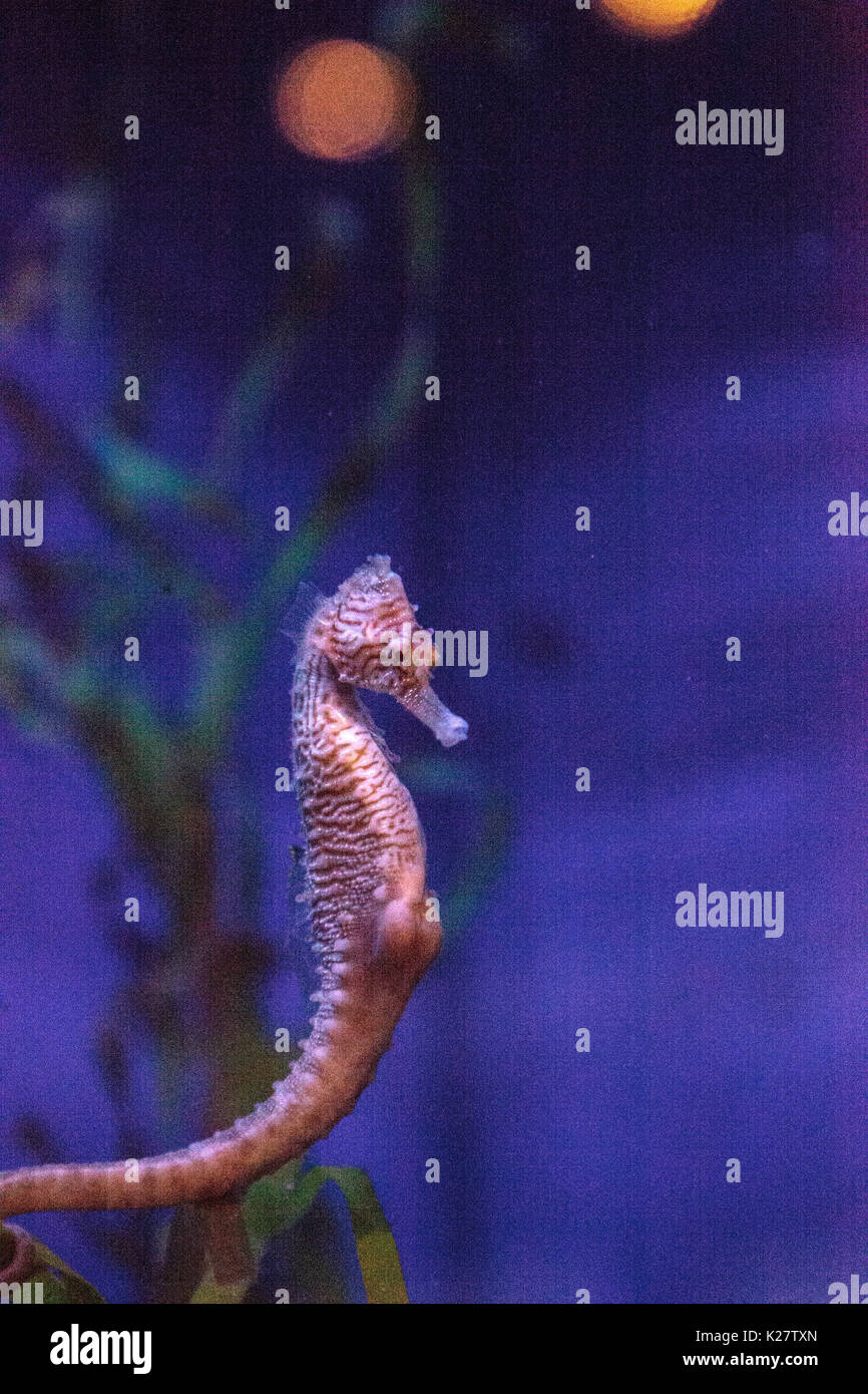 Longsnout seahorse appelé hippocampe reidi dans un aquarium marin avec une pochette avec des bébés enflés Banque D'Images