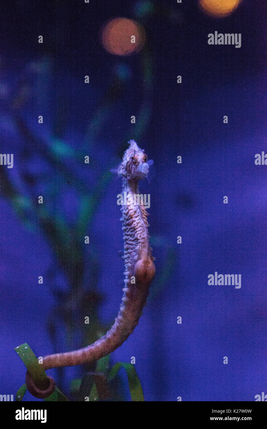 Longsnout seahorse appelé hippocampe reidi dans un aquarium marin avec une pochette avec des bébés enflés Banque D'Images