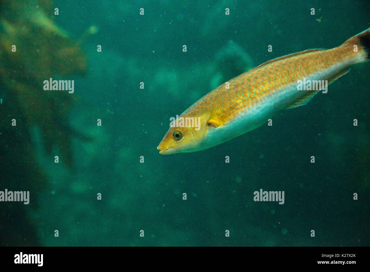 Oxyjulis poisson Senorita californica trouvés parmi les forêts Macrocystis pyrifera varech géant de Californie et Baja. Banque D'Images