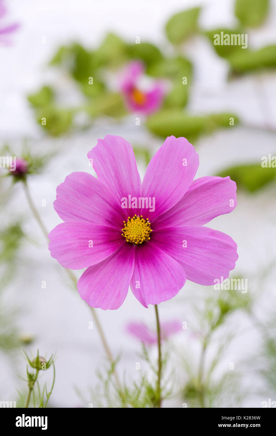 Cosmos bipinnatus 'Sensation' floraison contre un mur en brique blanche. Banque D'Images