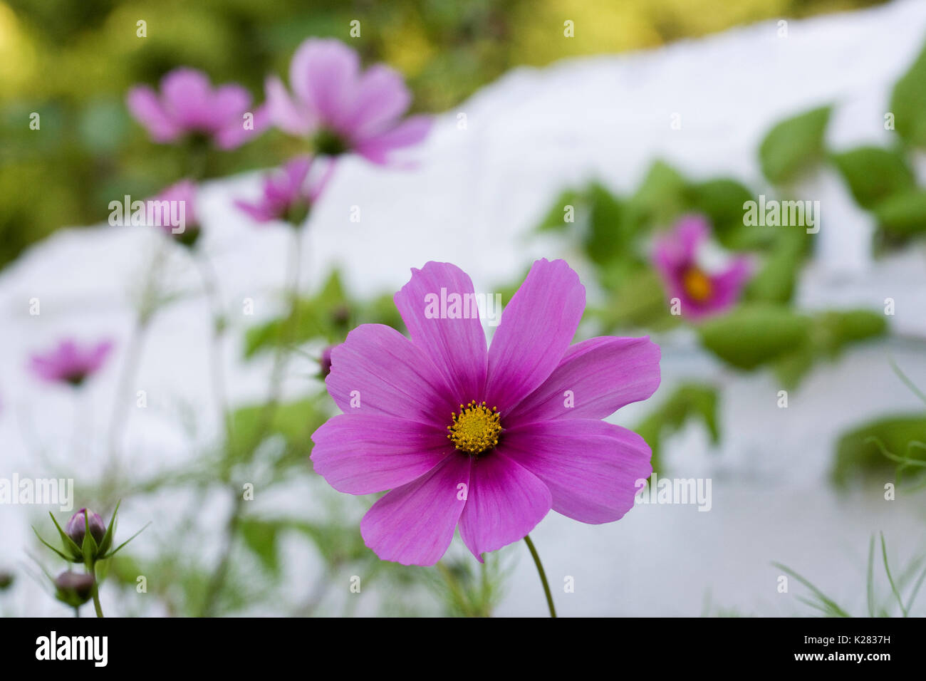 Cosmos bipinnatus 'Sensation' floraison contre un mur en brique blanche. Banque D'Images