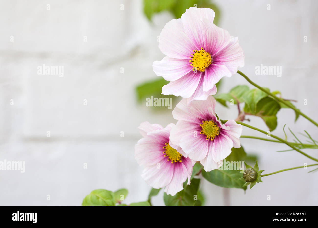 Cosmos bipinnatus 'Daydream' fleurs. Banque D'Images