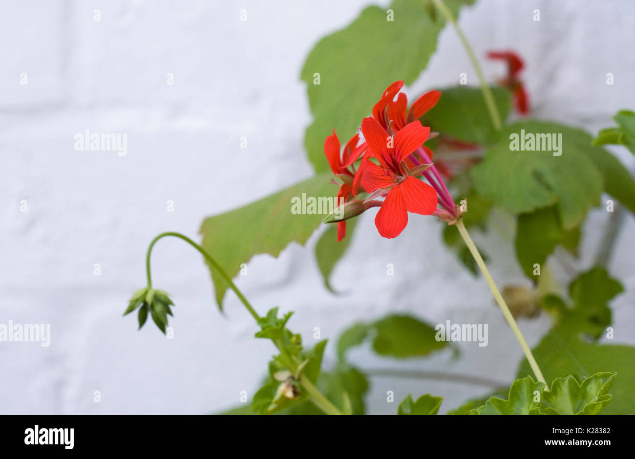 Pélargonium à feuilles de lierre en fleur contre un mur en brique blanche. Banque D'Images