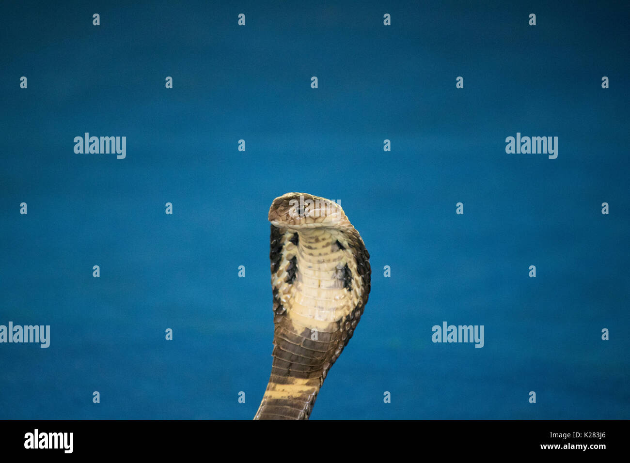 Cobra prêt à l'attaque Banque D'Images