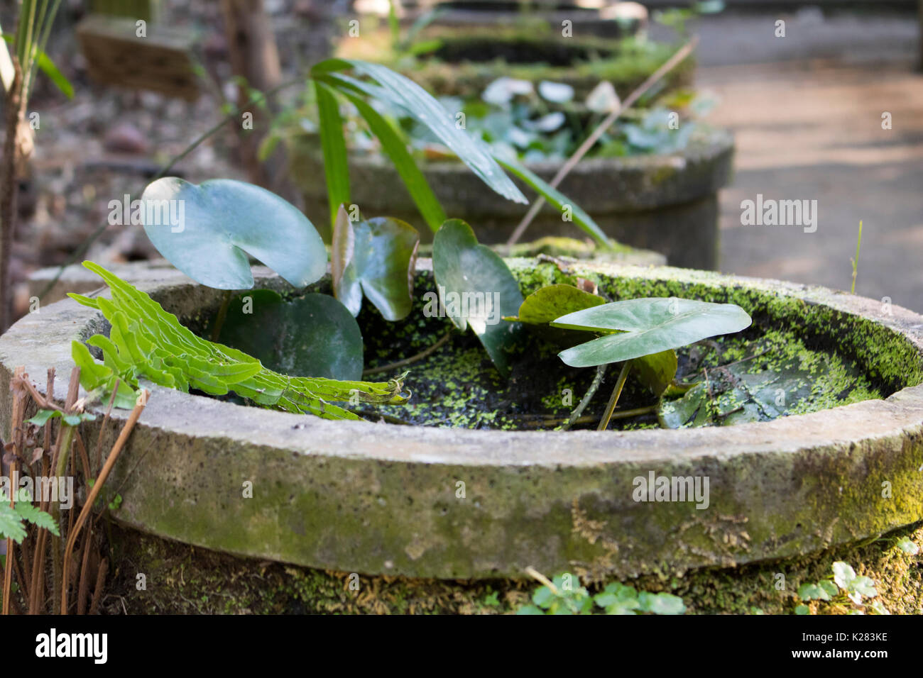Un bol d'eau avec de l'herbe sur dans en Thaïlande Banque D'Images