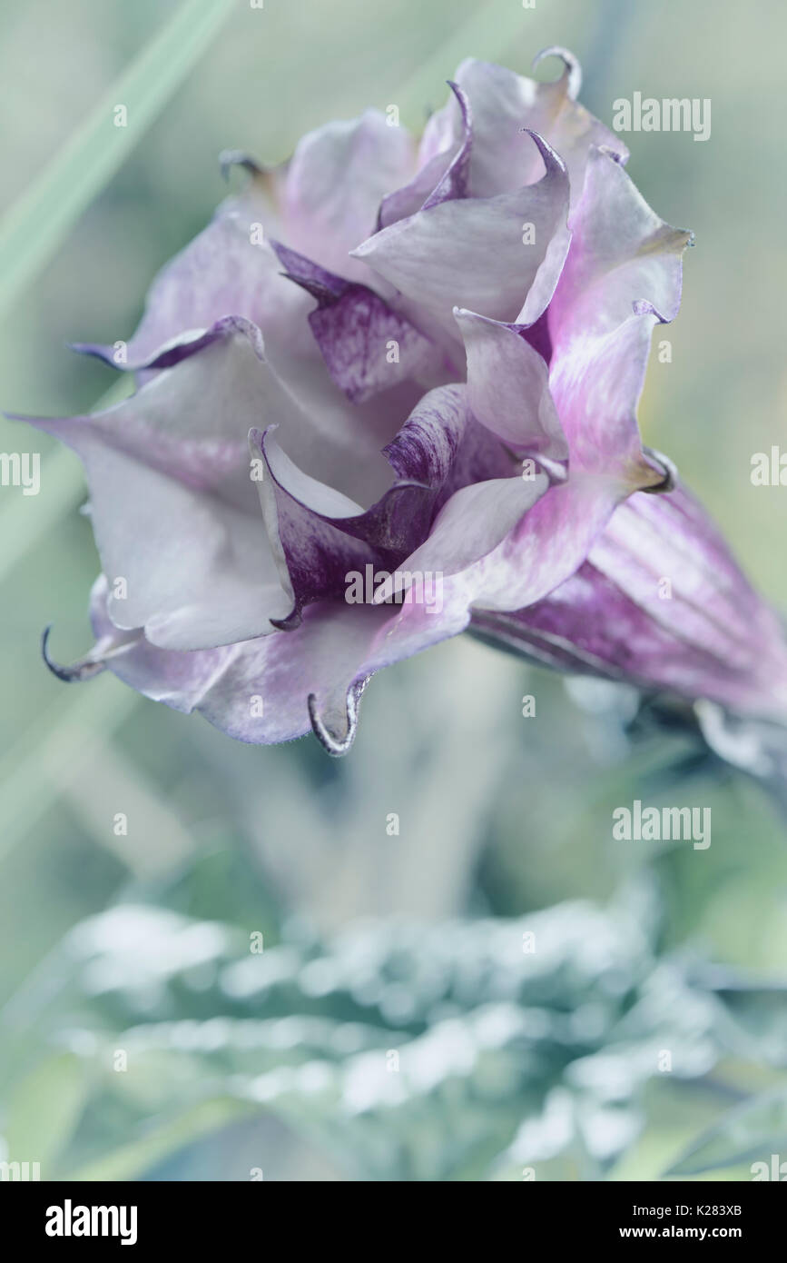 Gros plan artistique de Datura metel fastuosa, Violet ballerine, fleur fleur. Alson savent comme trompette du diable ou trompette de l'ange. Banque D'Images