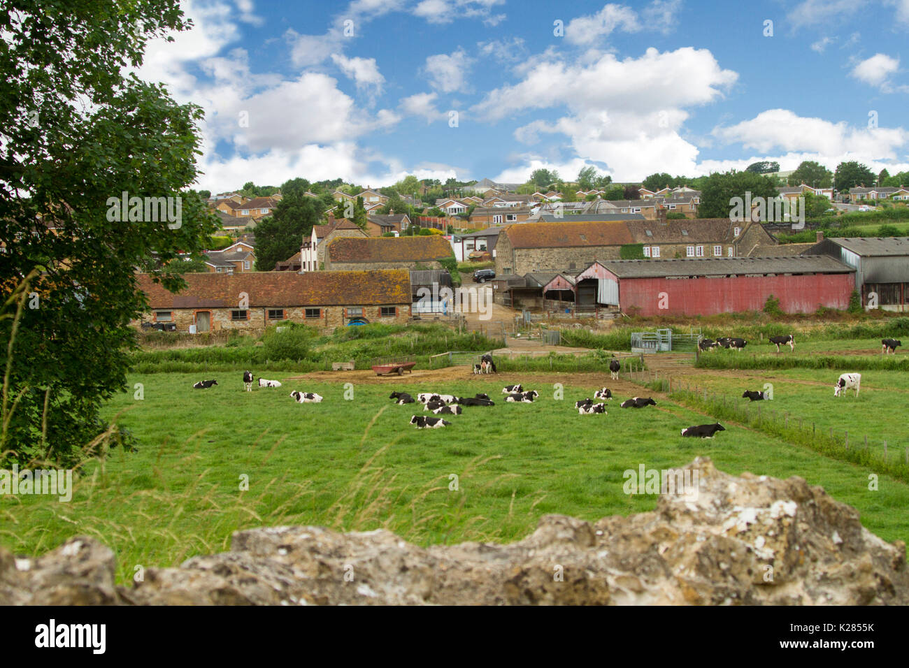 Troupeau de bovins de race Frisonne couché dans les pâturages d'émeraude près de bâtiments de ferme à ferme laitière sous ciel bleu à Castleton, Dorset, Angleterre Banque D'Images