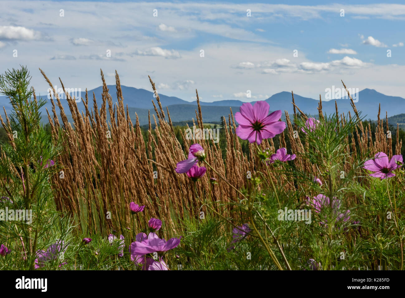 New Hampshire Pourpre Et Fleurs Roses Souvrent Sur Les