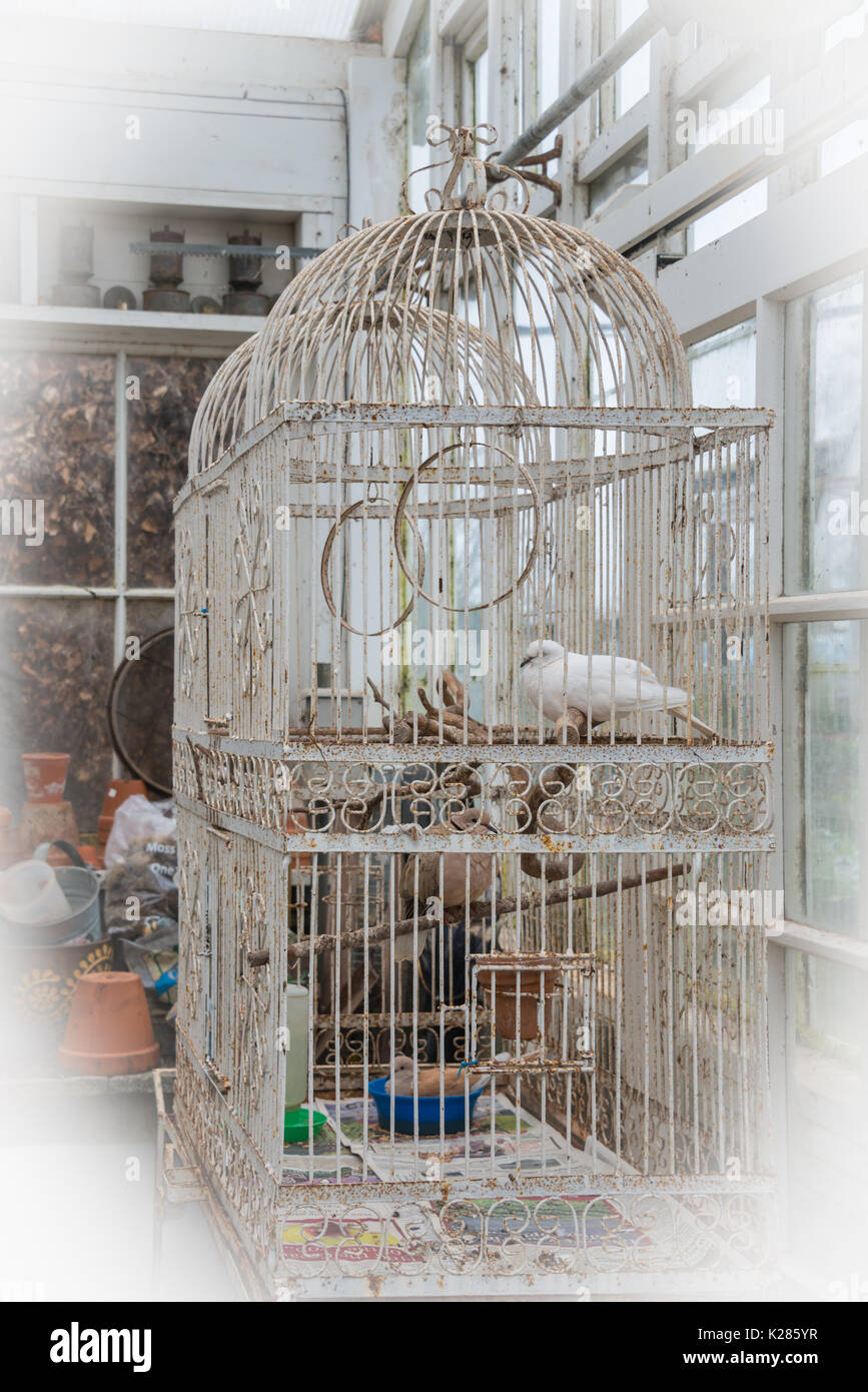 Cage à oiseaux ancienne verticale du vignettage blanc Photo Stock - Alamy