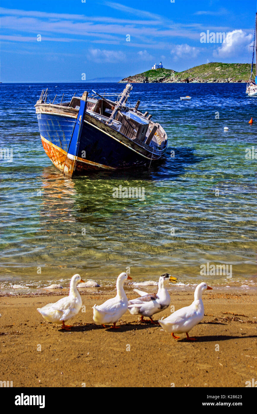 Canards dans la plage, l'île de Kéa, Grèce Banque D'Images