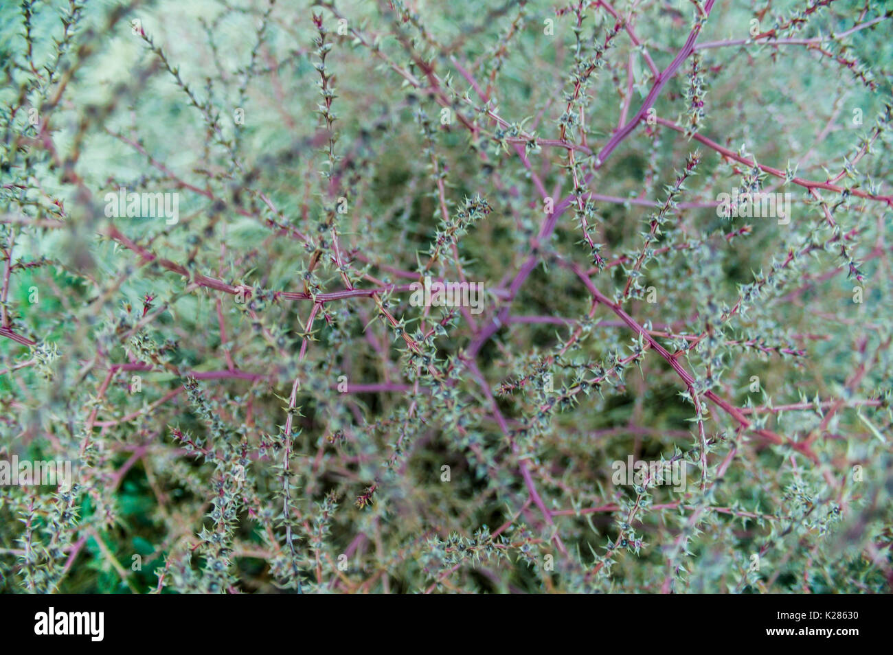 Close-up of a Russian Thistle, également connu sous le nom de tumble weed. Banque D'Images