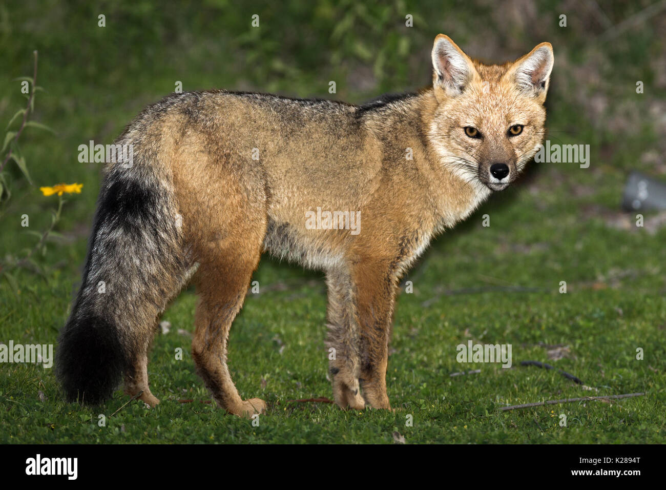 Mâle Anandin Fox, Lac Titicaca, Pérou au crépuscule Banque D'Images