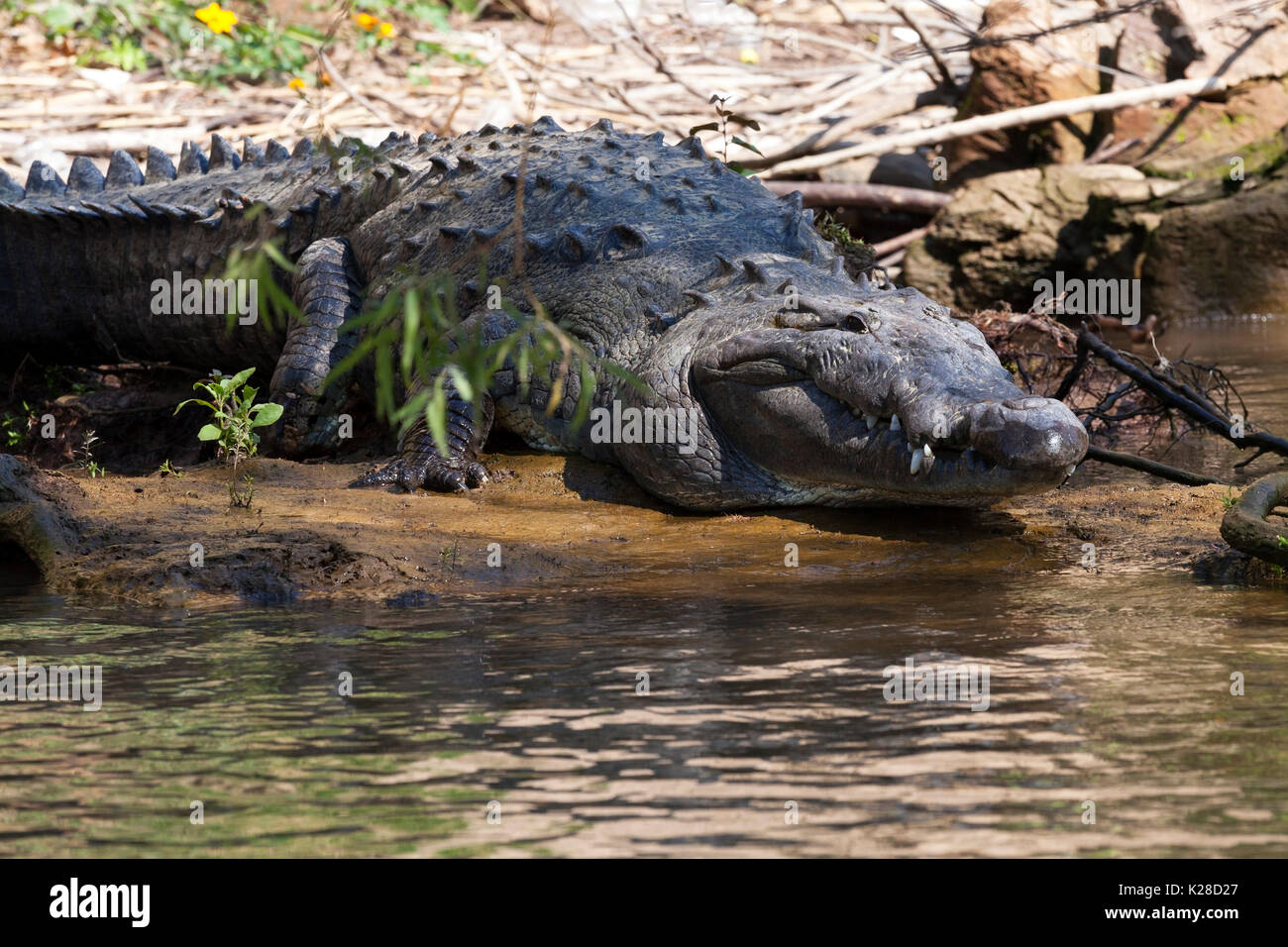 Crocodile, Canyon du Sumidero, Chiapas, Mexique. Banque D'Images