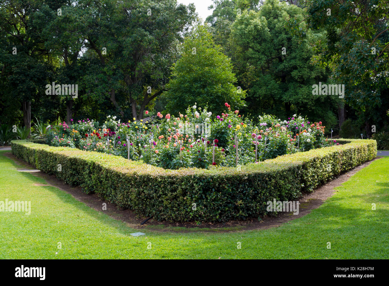 Adélaïde, Australie du Sud, Australie - 17 avril, 2017 : dahlia garden au Adelaide Botanic garden, l'affichage d'une grande variété de plantes dahlia en fu Banque D'Images