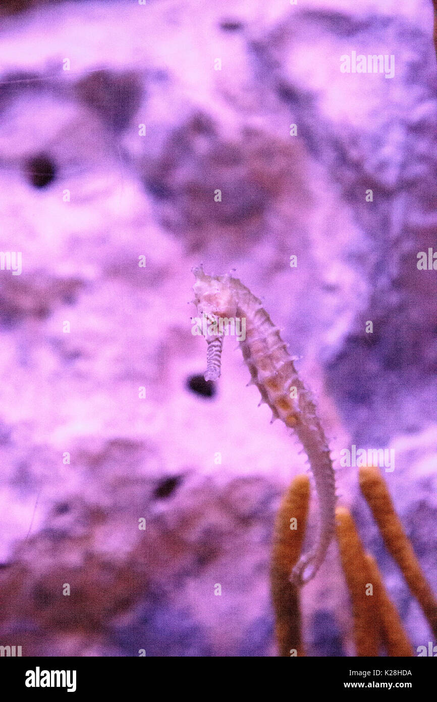 Zebra-museau seahorse hippocampe barbouri chiffres sont en baisse dans la nature où ils peuvent être vus dans les Philippines, la Malaisie et l'Indonésie. Banque D'Images