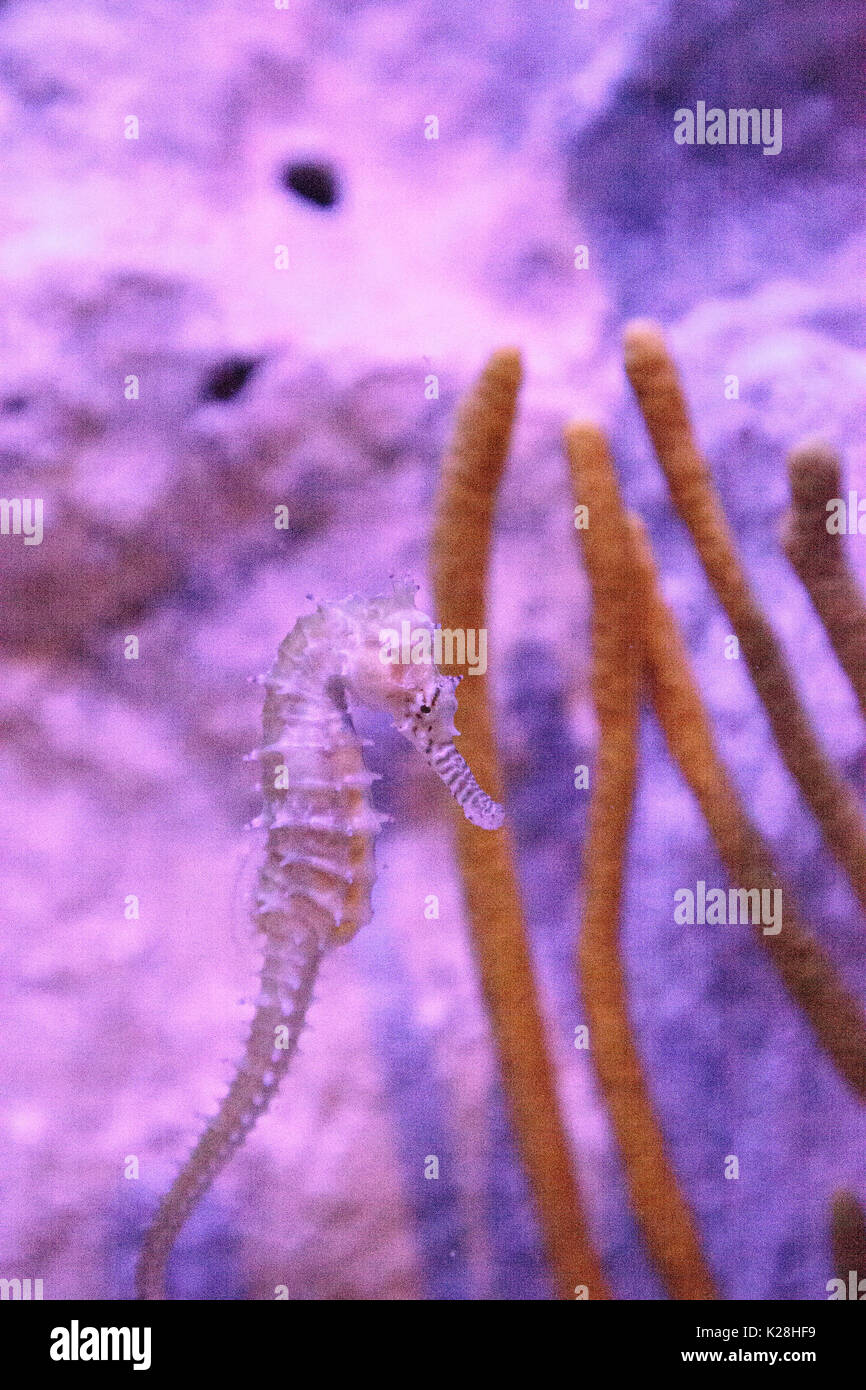 Zebra-museau seahorse hippocampe barbouri chiffres sont en baisse dans la nature où ils peuvent être vus dans les Philippines, la Malaisie et l'Indonésie. Banque D'Images