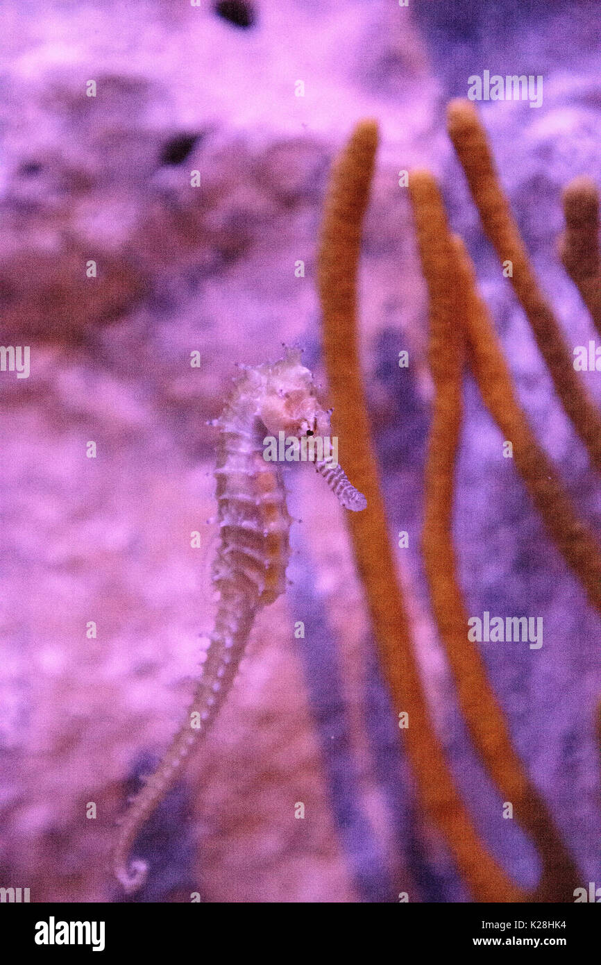 Zebra-museau seahorse hippocampe barbouri chiffres sont en baisse dans la nature où ils peuvent être vus dans les Philippines, la Malaisie et l'Indonésie. Banque D'Images