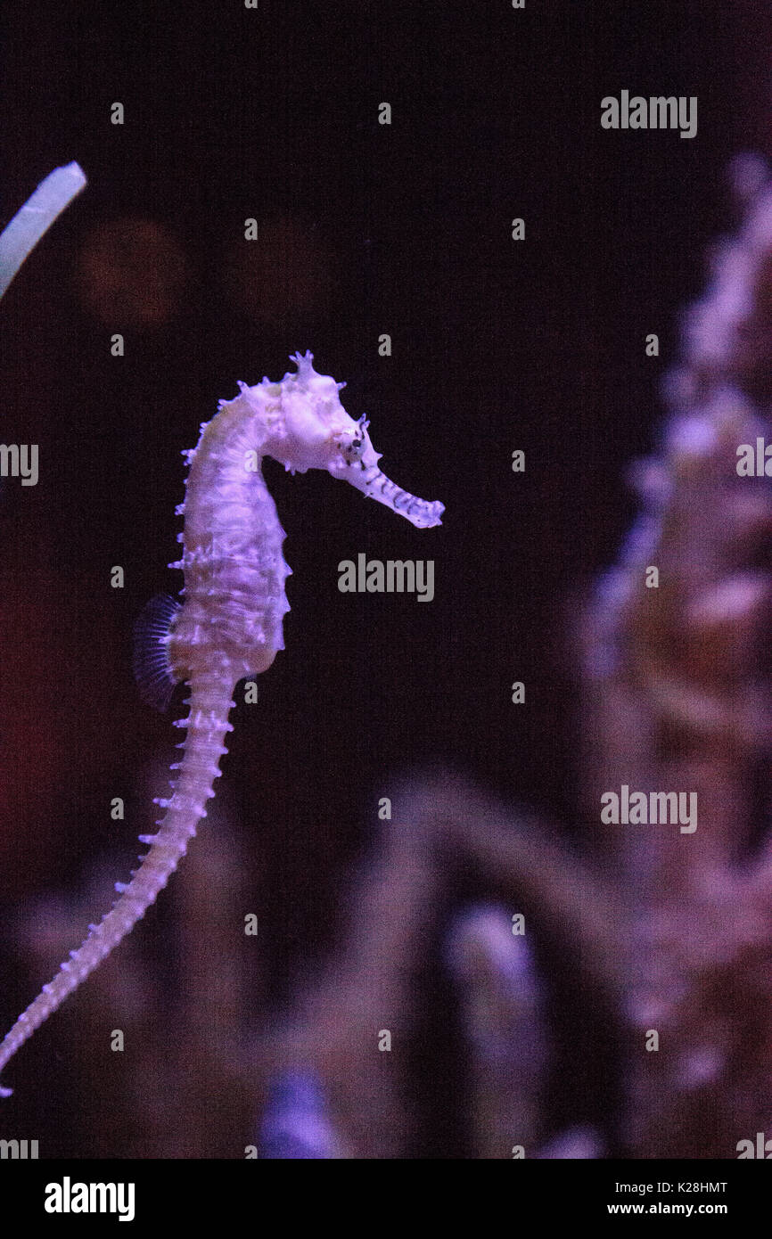 Zebra-museau seahorse hippocampe barbouri chiffres sont en baisse dans la nature où ils peuvent être vus dans les Philippines, la Malaisie et l'Indonésie. Banque D'Images