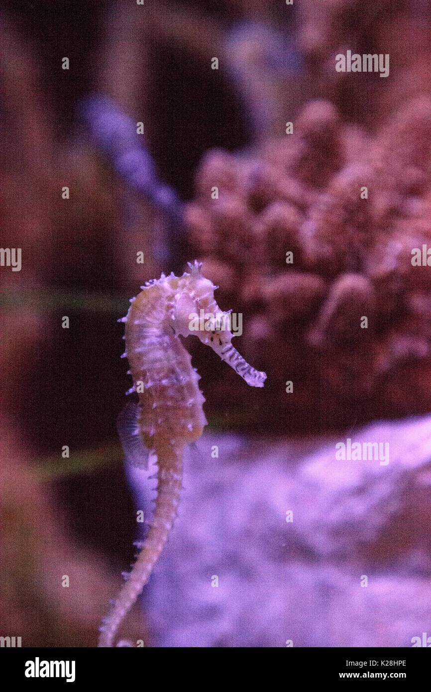 Zebra-museau seahorse hippocampe barbouri chiffres sont en baisse dans la nature où ils peuvent être vus dans les Philippines, la Malaisie et l'Indonésie. Banque D'Images