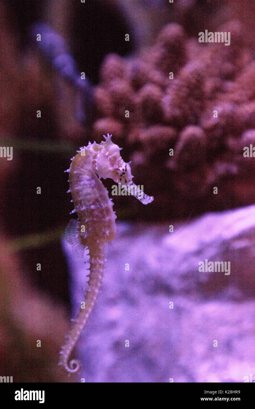 Zebra-museau seahorse hippocampe barbouri chiffres sont en baisse dans la nature où ils peuvent être vus dans les Philippines, la Malaisie et l'Indonésie. Banque D'Images