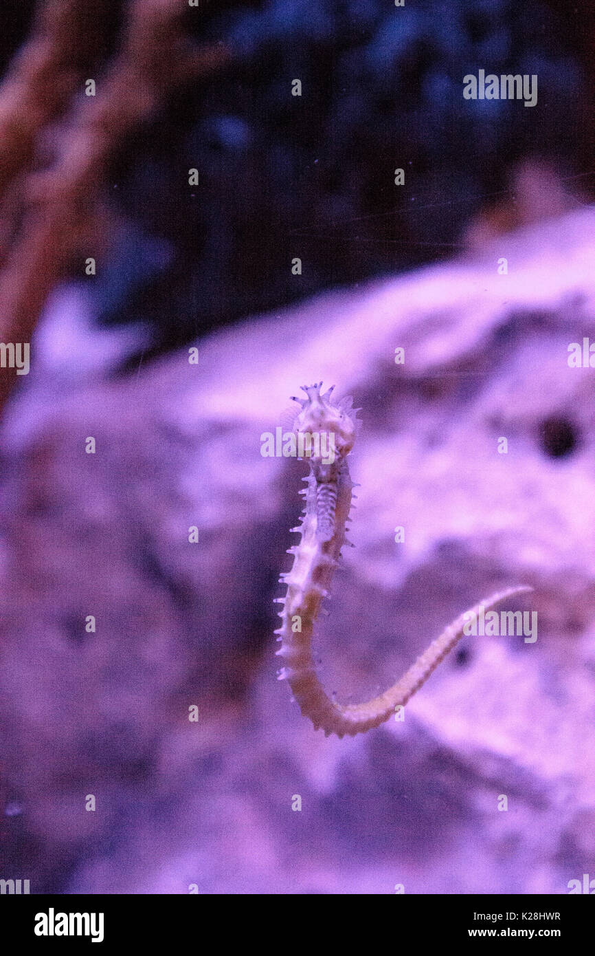 Zebra-museau seahorse hippocampe barbouri chiffres sont en baisse dans la nature où ils peuvent être vus dans les Philippines, la Malaisie et l'Indonésie. Banque D'Images