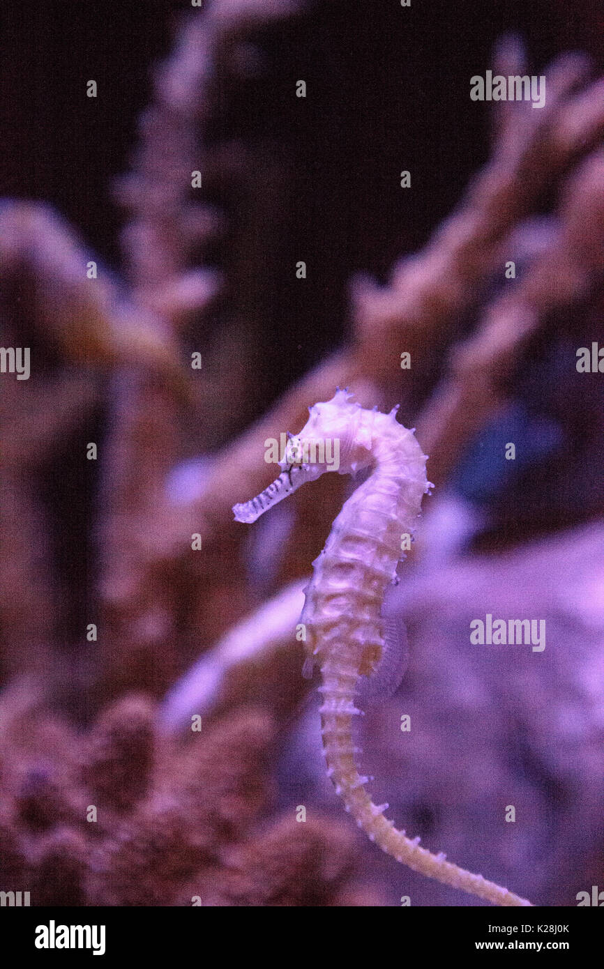 Zebra-museau seahorse hippocampe barbouri chiffres sont en baisse dans la nature où ils peuvent être vus dans les Philippines, la Malaisie et l'Indonésie. Banque D'Images