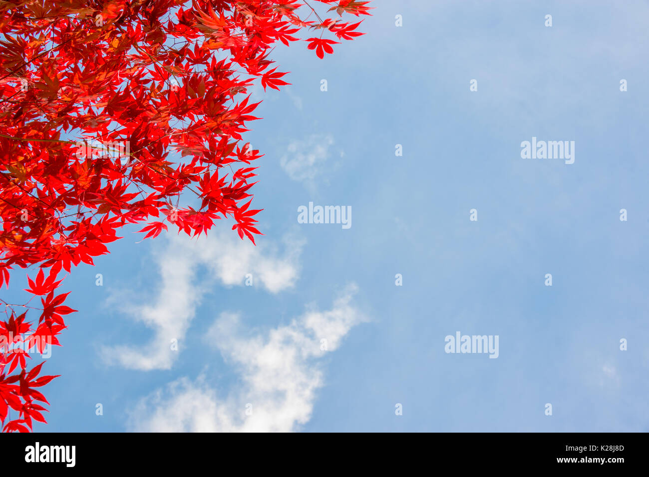 Feuilles d'érable d'automne coloré rouge, blue sky background with copy space - concept d'automne Banque D'Images