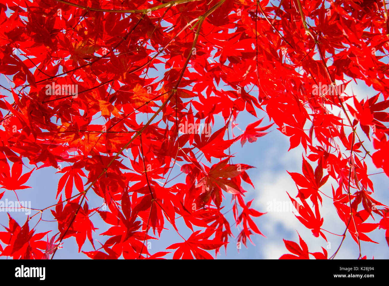 Feuilles d'érable d'automne coloré rouge, fond de ciel bleu - concept d'automne Banque D'Images