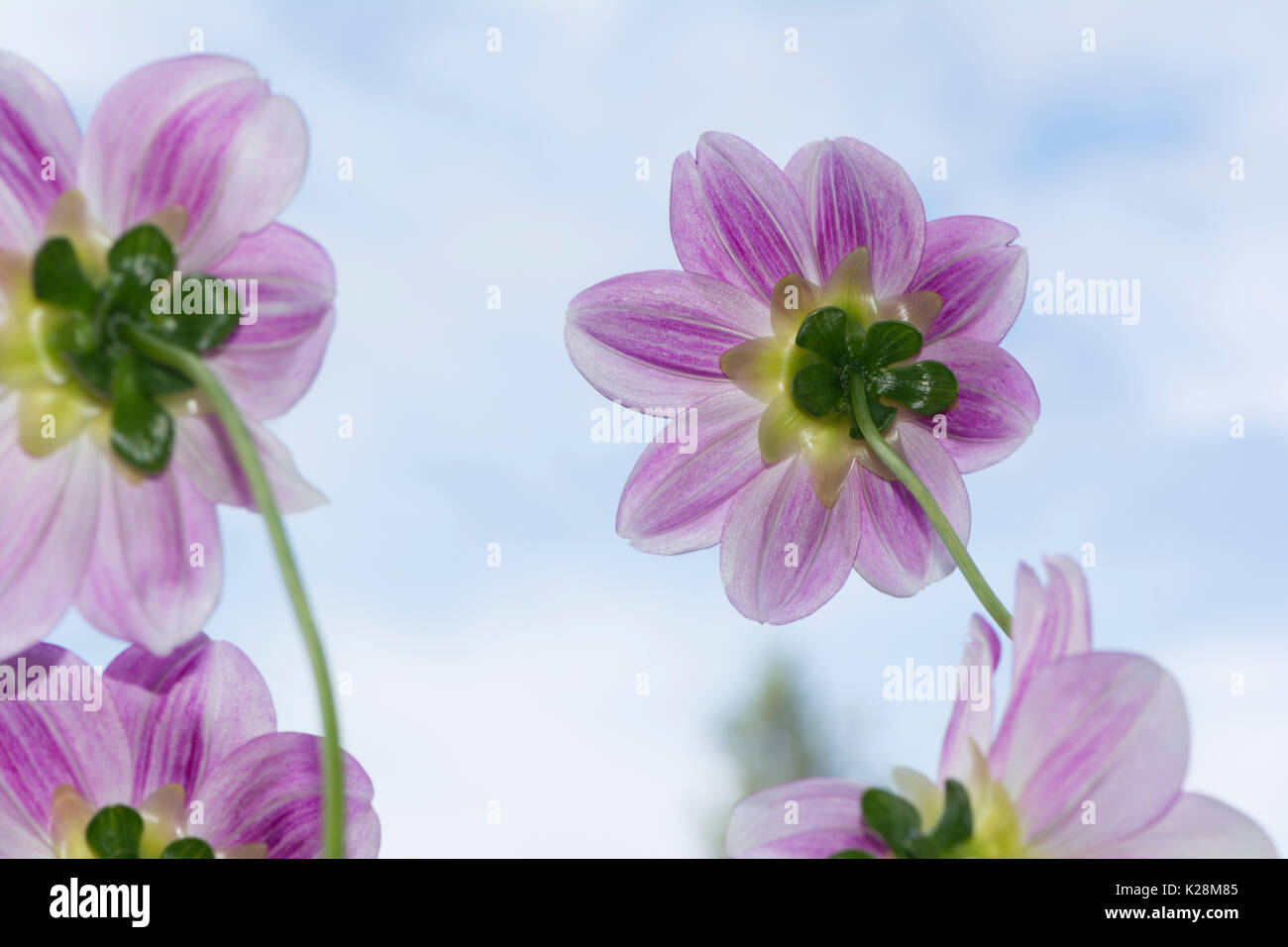 Vue arrière d'un groupe de quatre de couleur rose/Mauve et blanc Aegean Sky dahlia fleurs avec le ciel comme arrière-plan. faible se concentrer uniquement sur les fleurs principales Banque D'Images