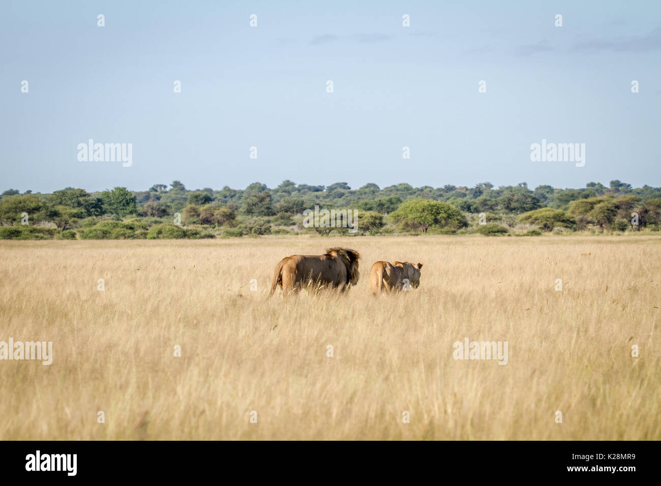Couple de lions d'accouplement de marcher dans les hautes herbes dans le central kalahari, Botswana. Banque D'Images