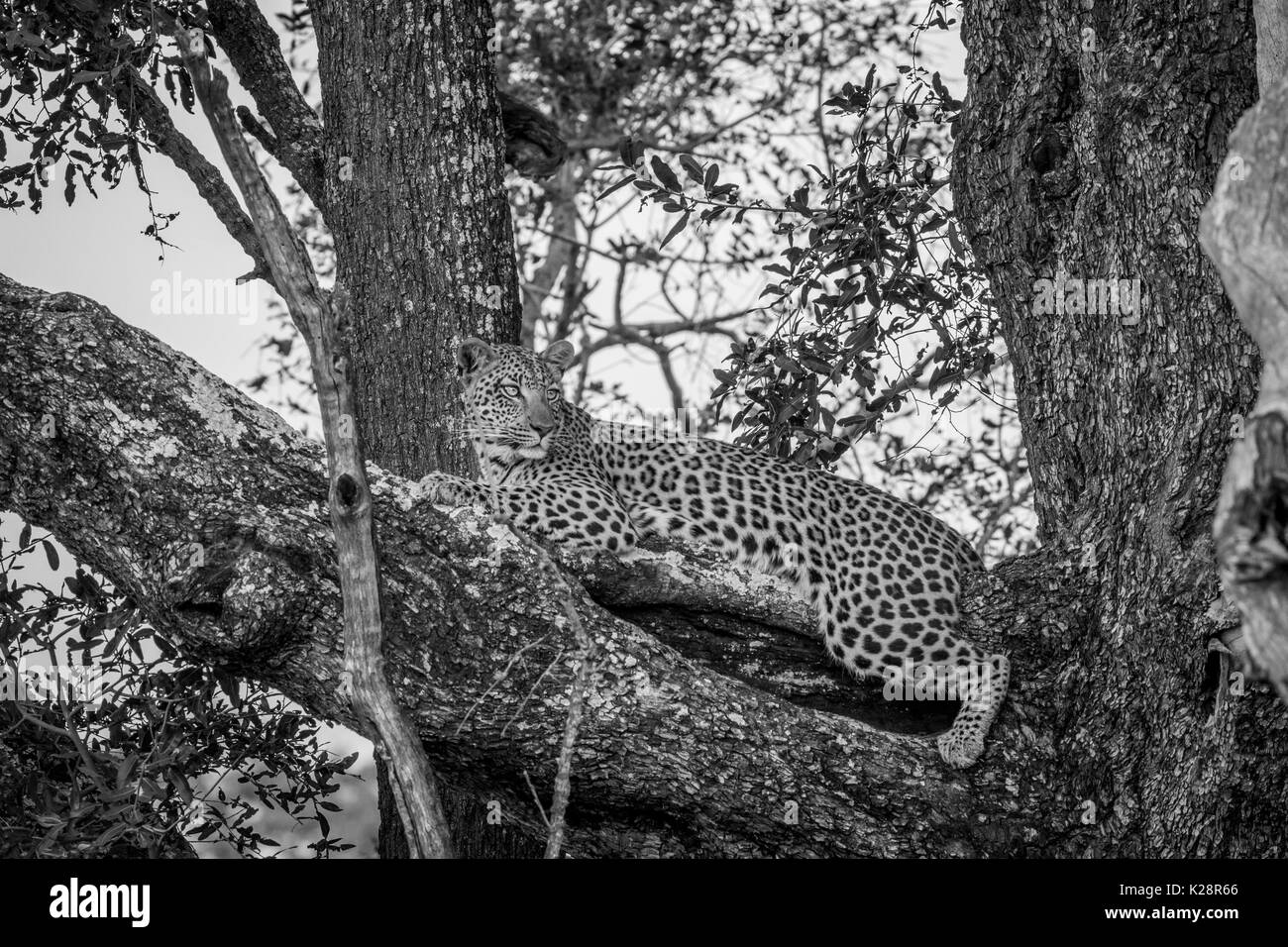 Leopard portant sur une branche en noir et blanc dans le delta de l'Okavango, au Botswana. Banque D'Images