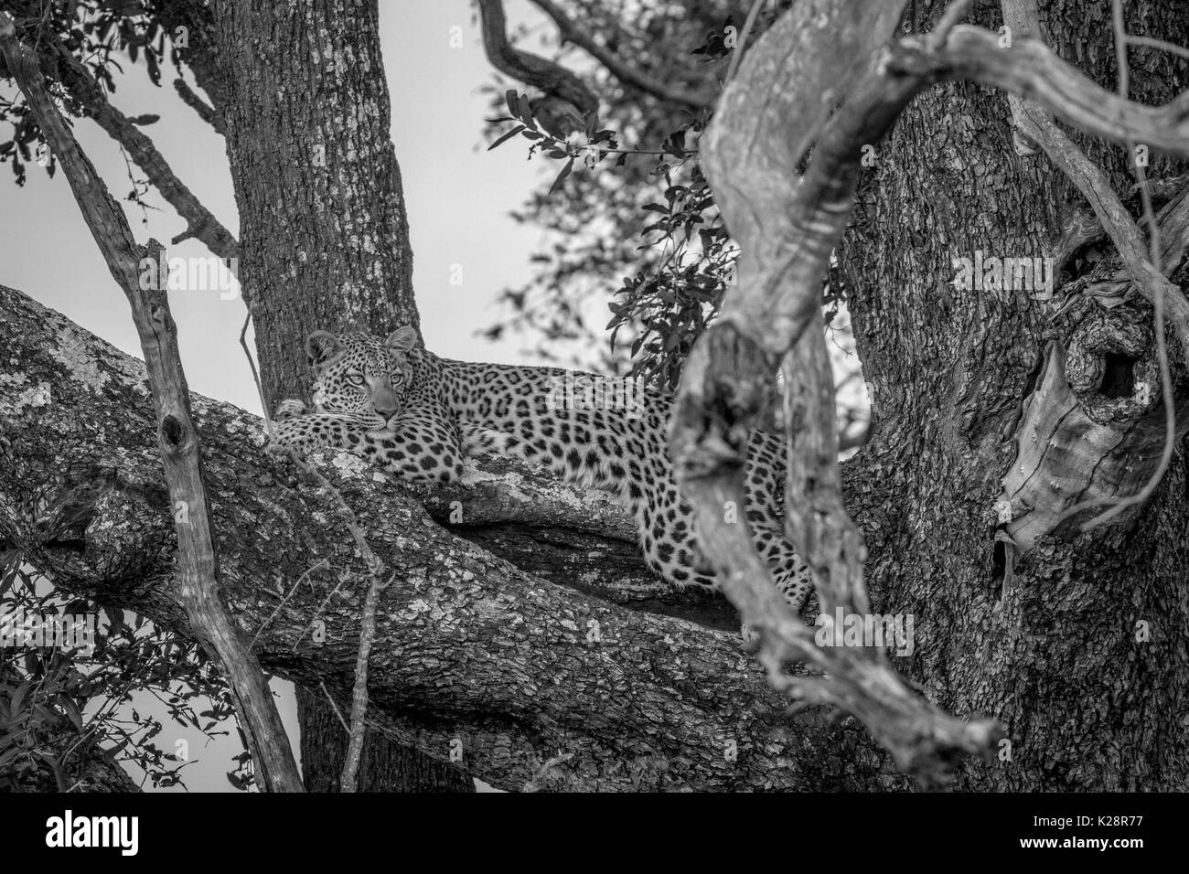 Leopard portant sur une branche en noir et blanc dans le delta de l'Okavango, au Botswana. Banque D'Images