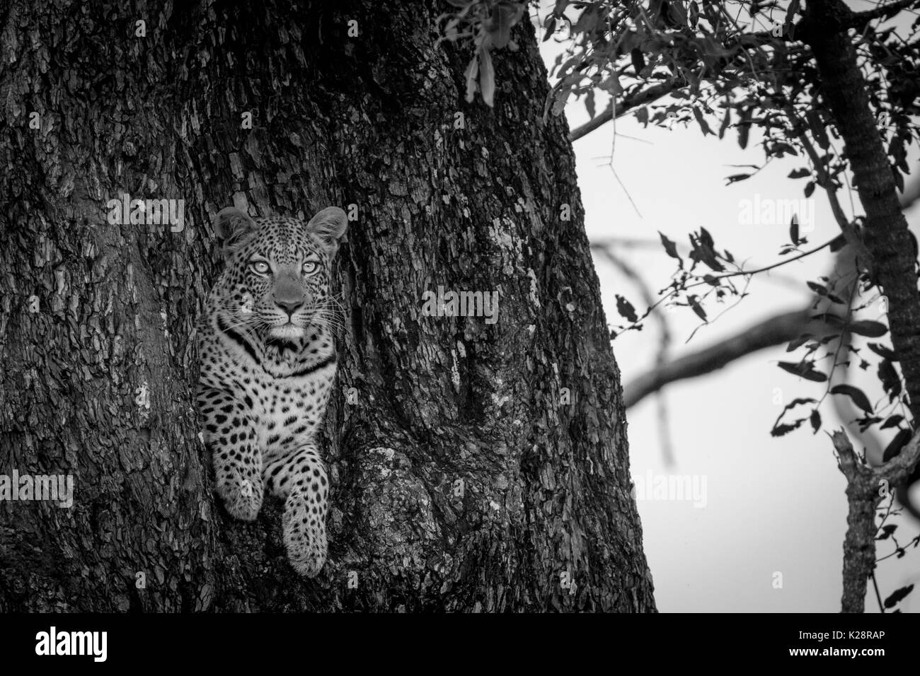Leopard peeking out d'un trou noir sur blanc dans un arbre dans le delta de l'Okavango, au Botswana. Banque D'Images