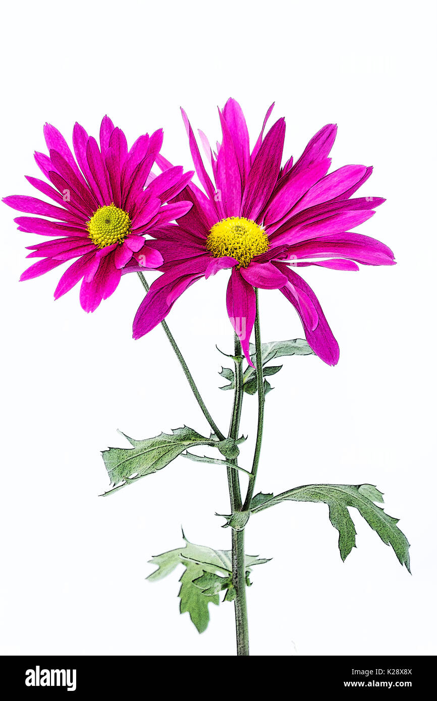 Chrysanthème fraîche sur fond blanc Banque D'Images
