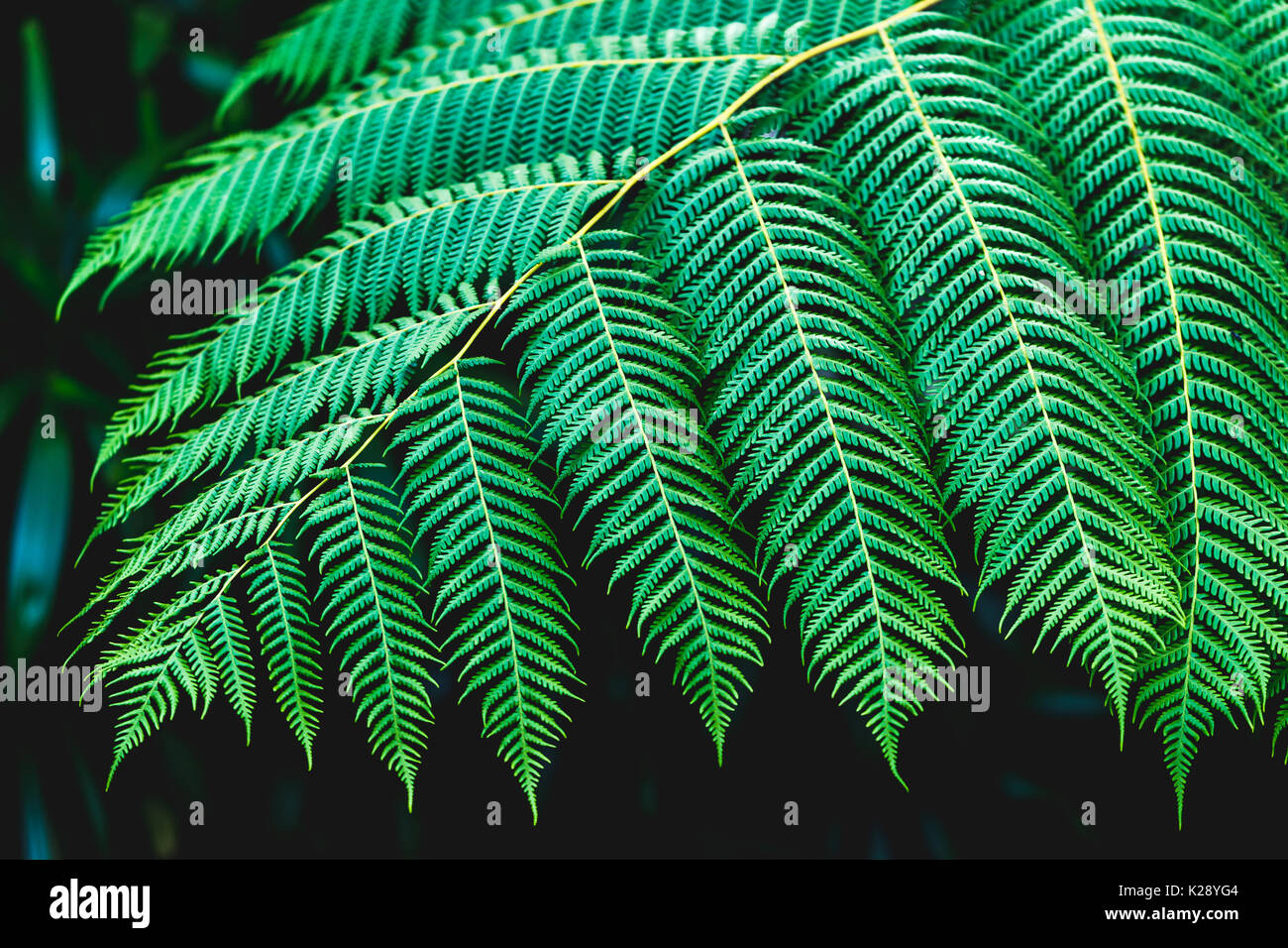 La texture des feuilles de fougère sur fond sombre Banque D'Images