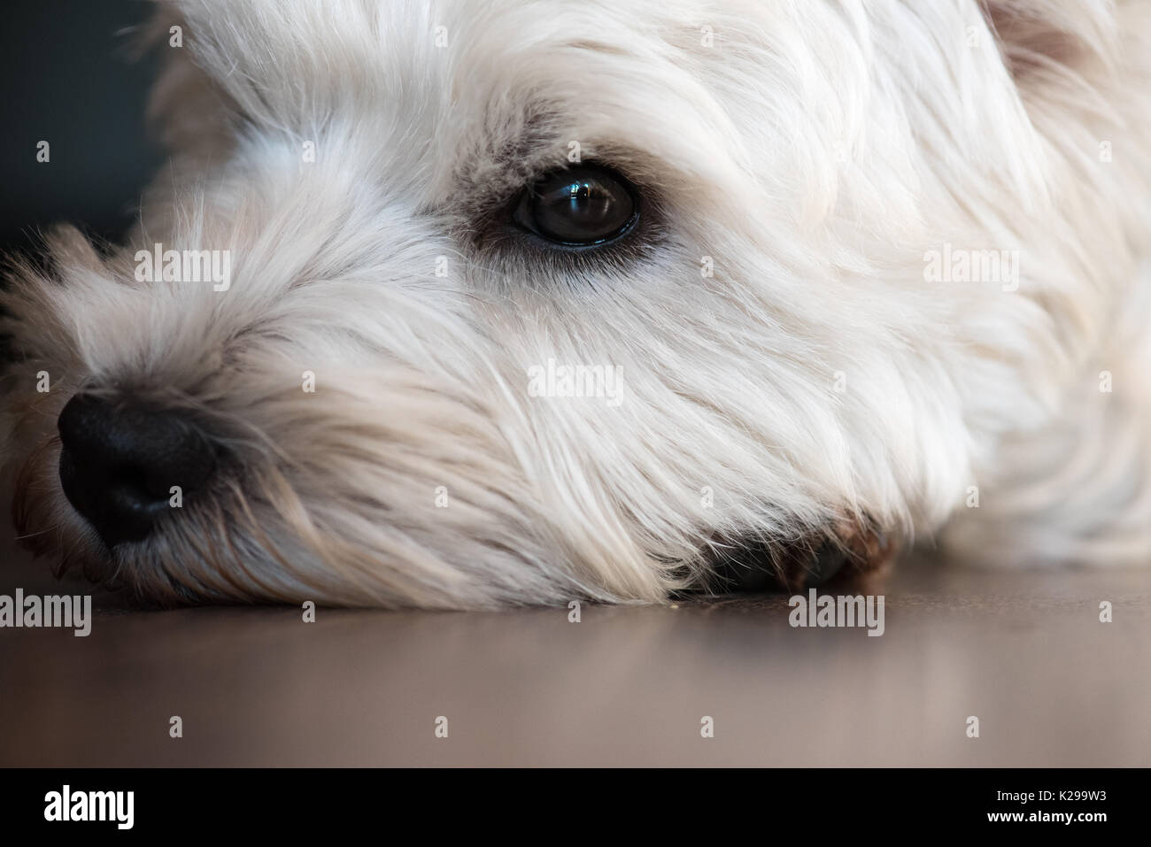 Des yeux expressifs d'un chien fatigué allongé sur un marbre Banque D'Images