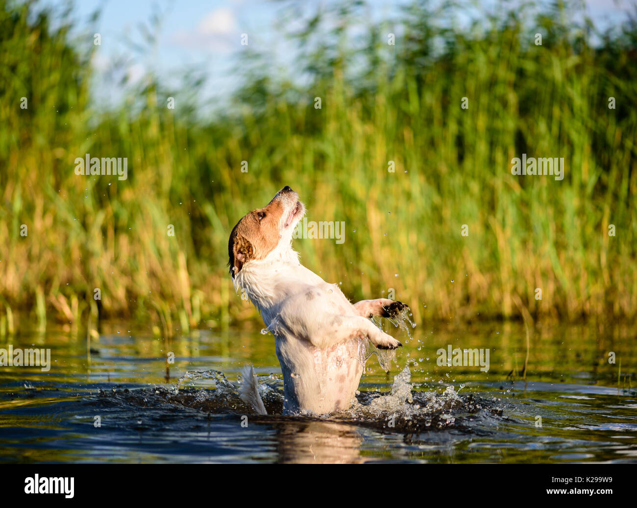 Activités d'été les chiens sur la plage dans l'eau : nage, sauts, les projections Banque D'Images