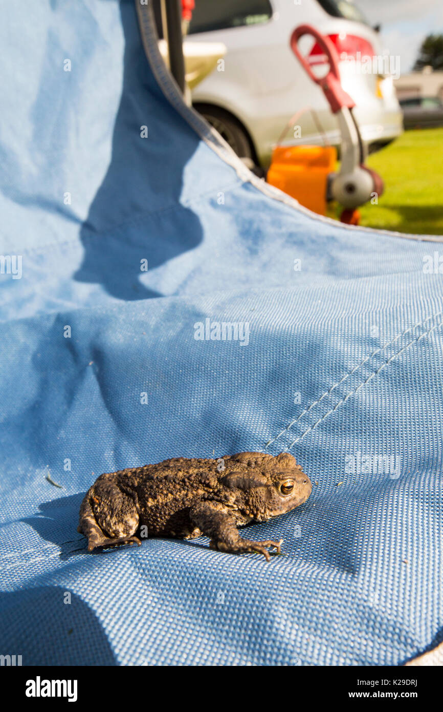 Un Crapaud commun Bufo bufo,sur une chaise dans un camping à Norfolk. Banque D'Images