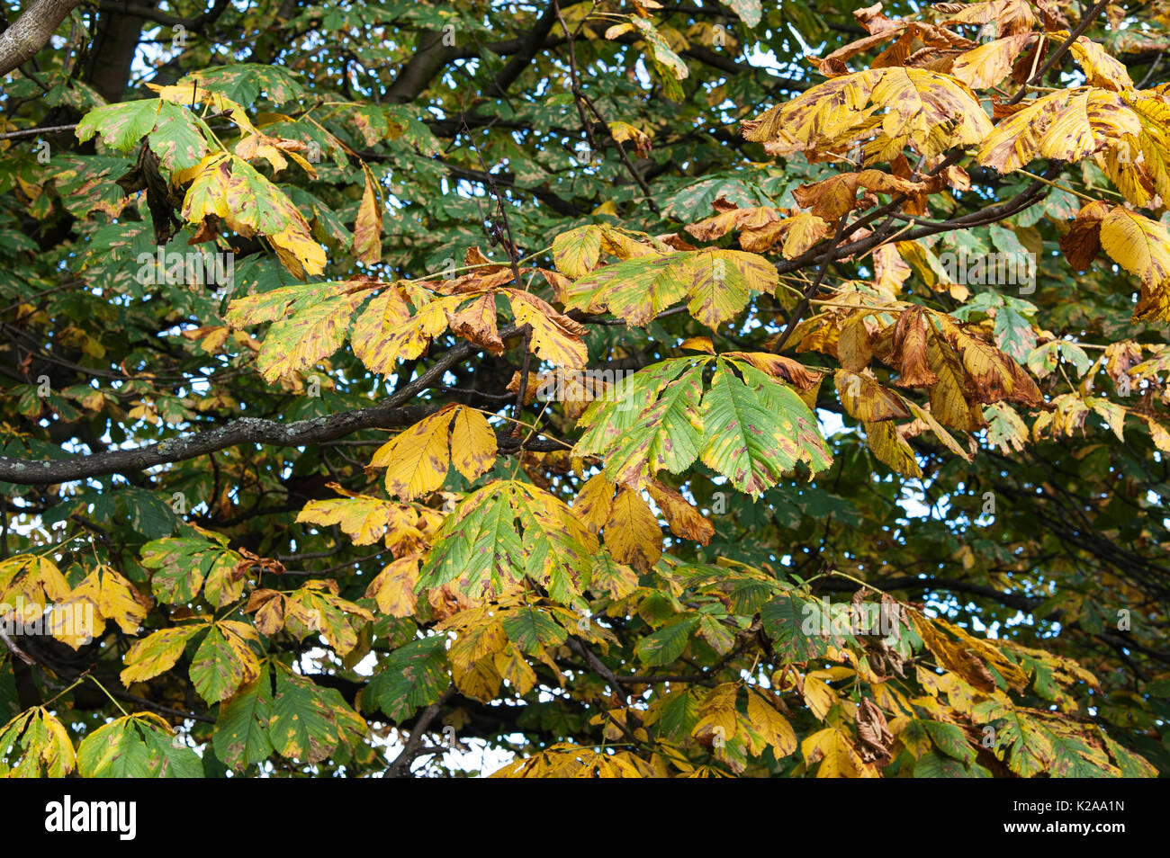 Premiers signes de l'automne Banque D'Images Premiers signes de l'automne Banque D'Images