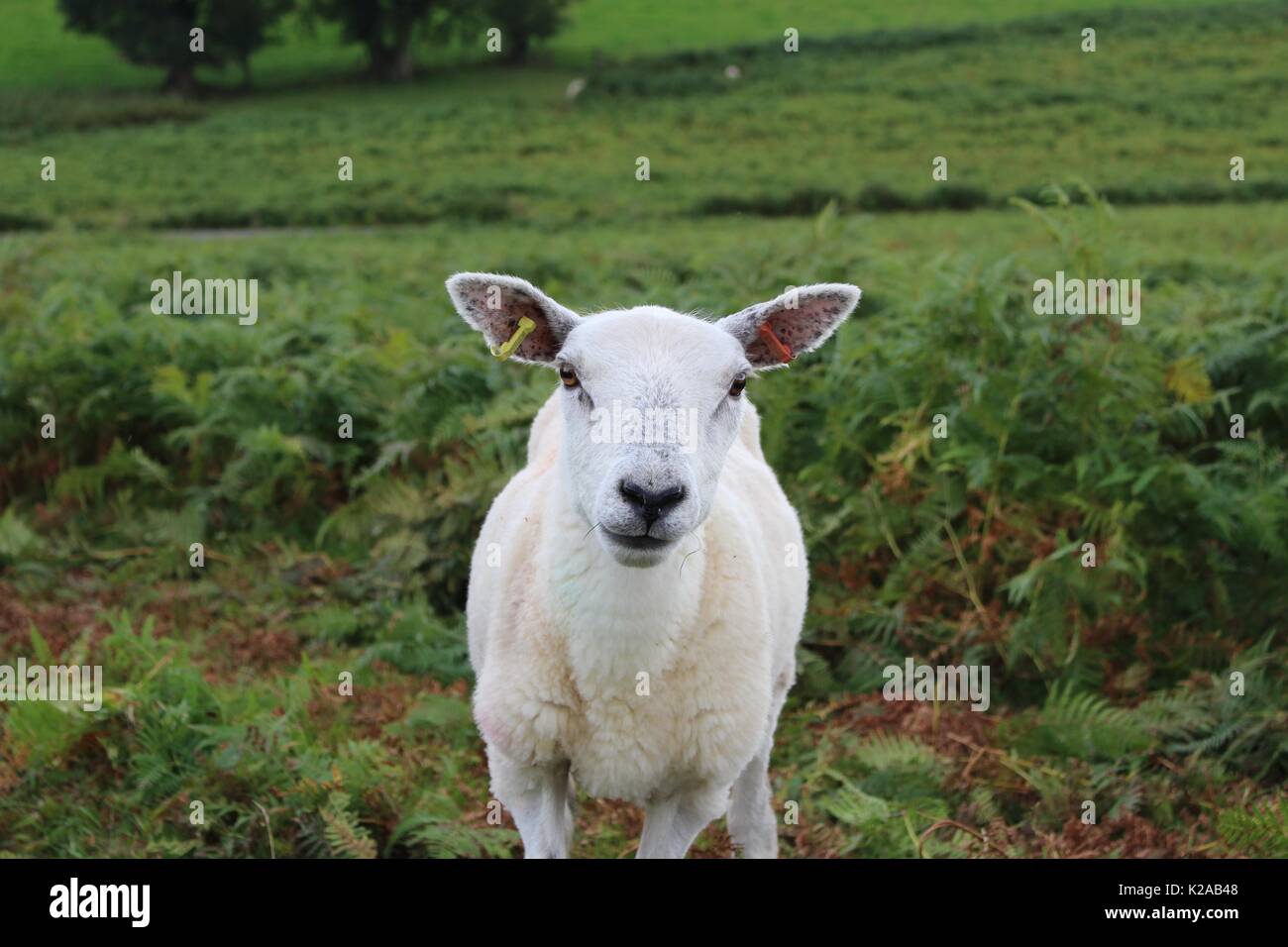 Portrait de mouton, Brecon Beacons, Pays de Galles Banque D'Images