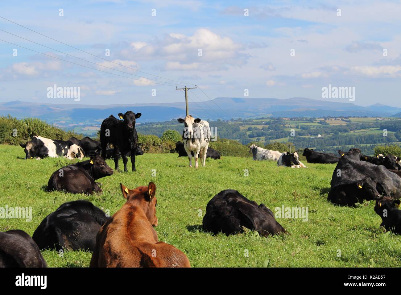 Le bétail en pâturage, Brecon Beacons, Pays de Galles Banque D'Images