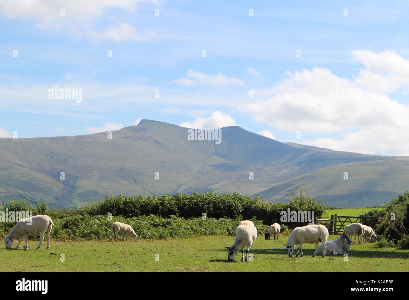 Moutons, Brecon Beacons, Pays de Galles Banque D'Images