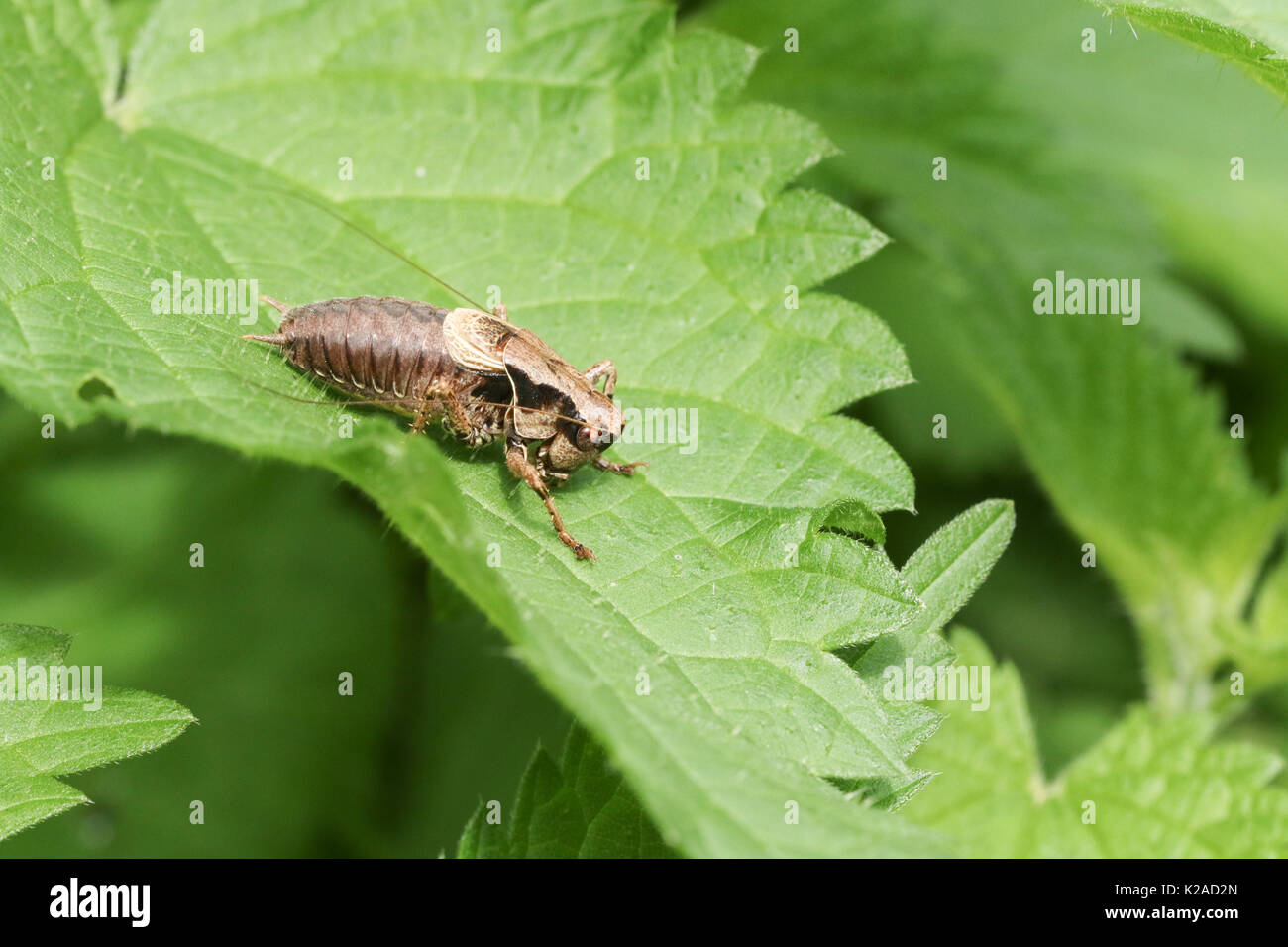 Une sombre (Pholidoptera griseoaptera Cricket bush) perché sur une feuille. Banque D'Images