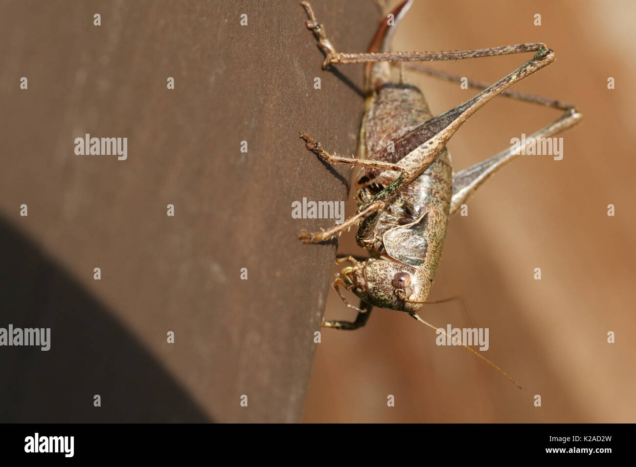Une sombre (Pholidoptera griseoaptera Cricket bush) close up. Banque D'Images