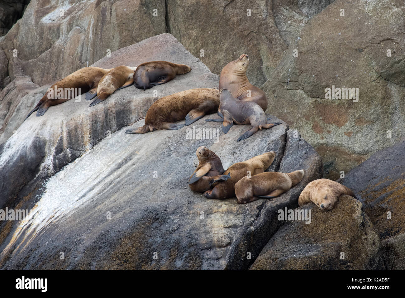 Le nord (lions de mer de Steller) Banque D'Images