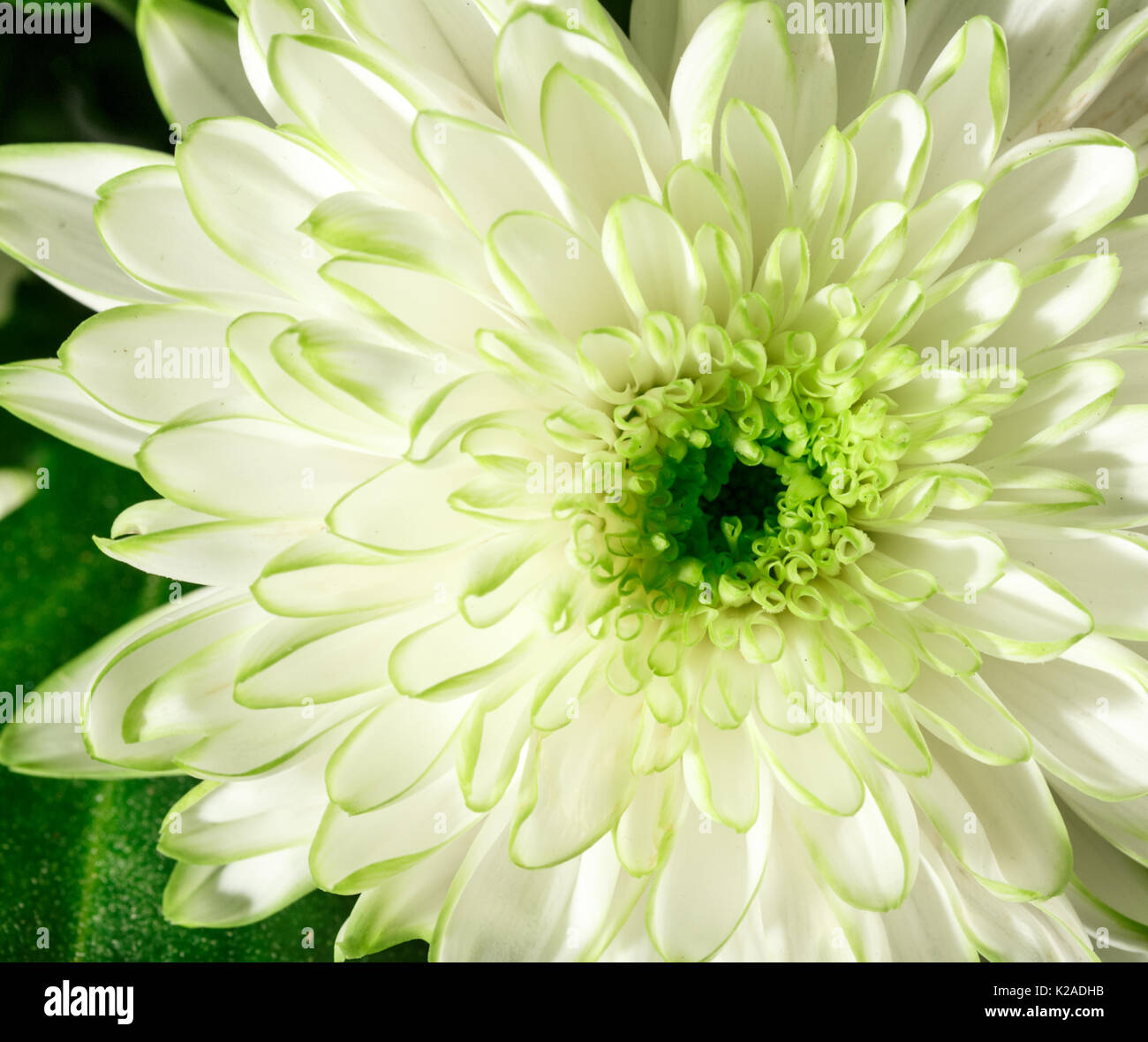 Chrysanthème vert clair, macro Banque D'Images