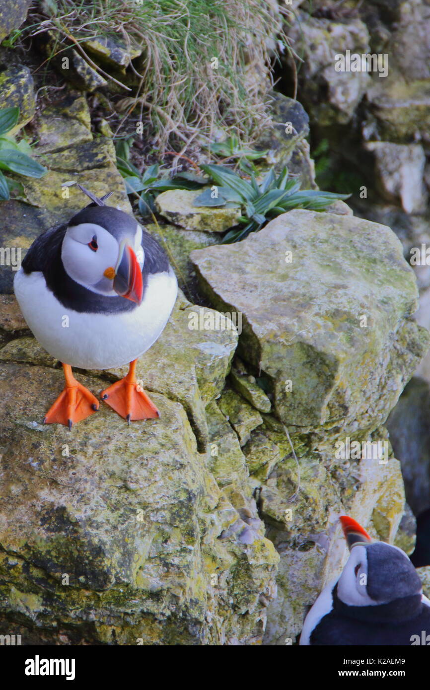Macareux moine, Fratercula arctica, sur les falaises de Bempton RSPB falaises, UK Banque D'Images