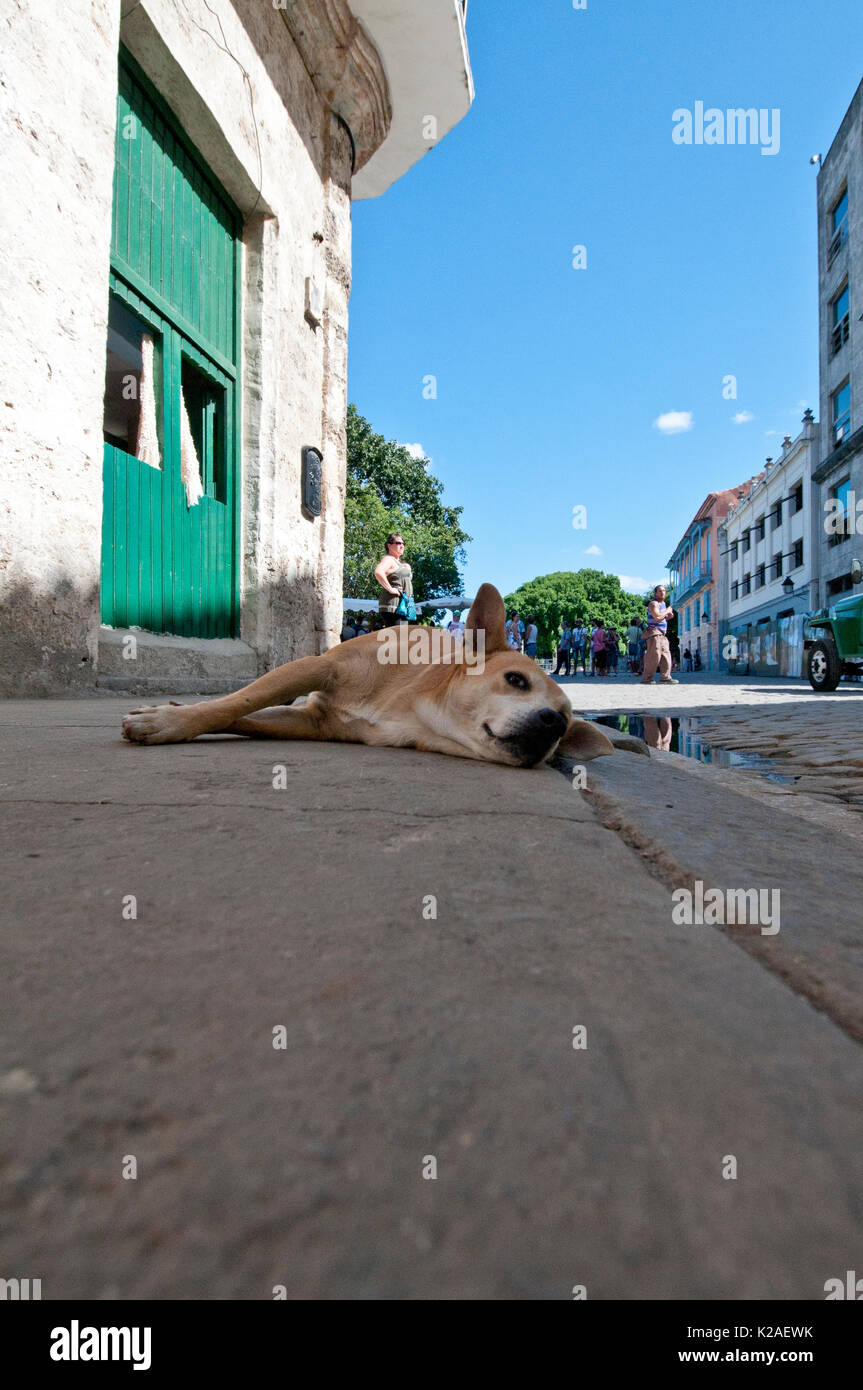 Chien couché sur un trottoir à La Havane Cuba Banque D'Images